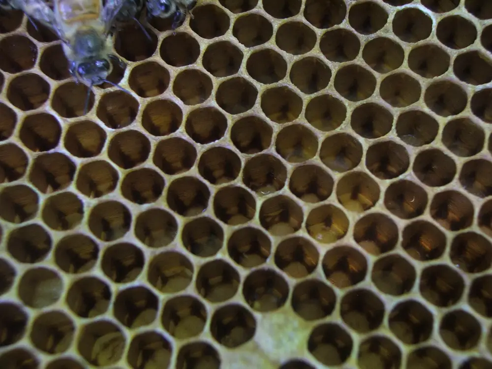 Close-up of brood comb cells darkened and narrowed by cocoon linings, with a honey bee at the top left