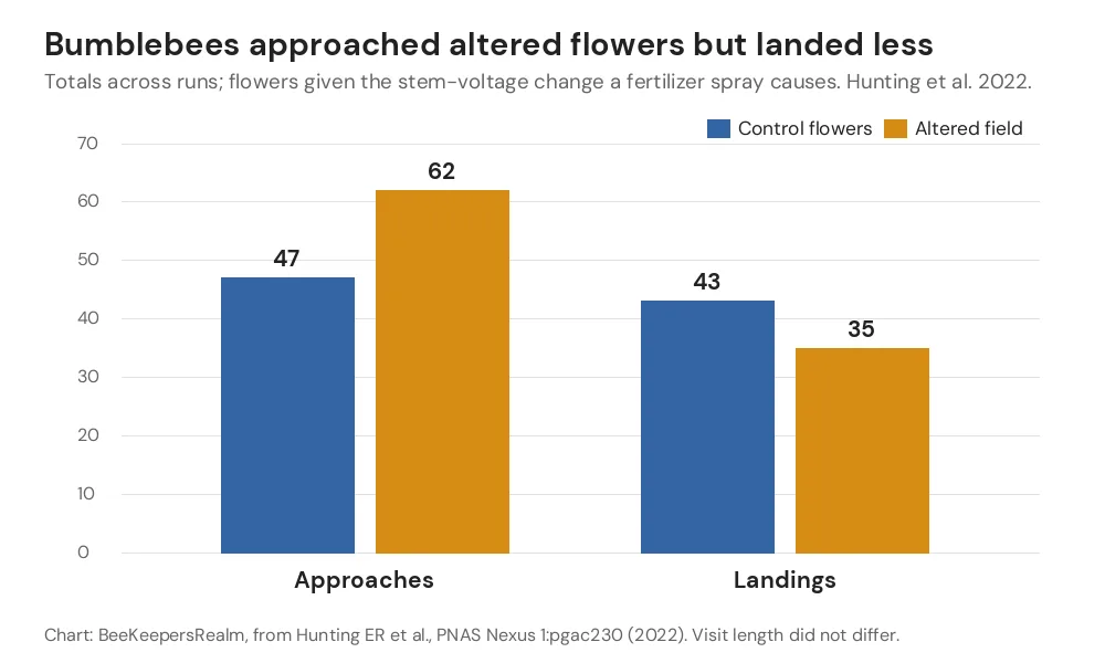 Bar chart showing bumblebees made more approaches but fewer landings on flowers with an altered electric field