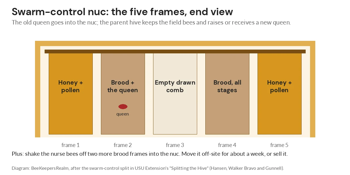 Diagram of a five-frame nuc with honey frames outside, brood and the queen inside, and drawn comb in the center