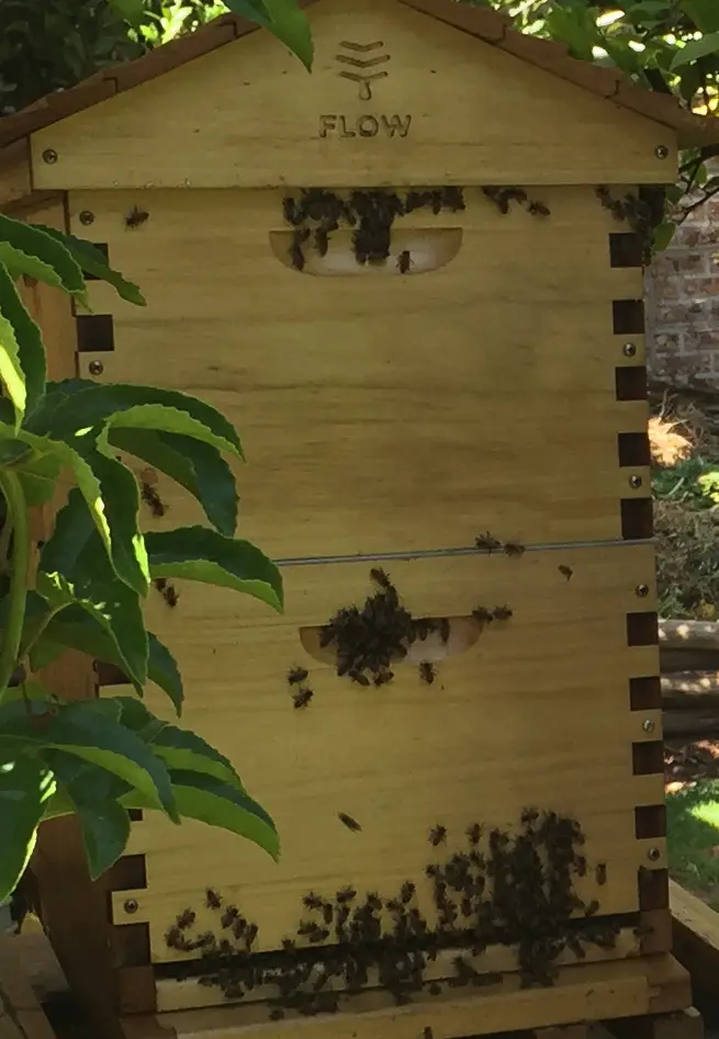 Wooden Flow Hive with a gabled roof and two viewing windows, with honey bees clustered on its front