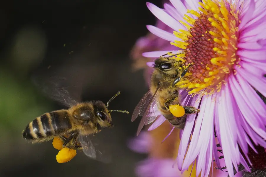 Two forager honey bees with orange pollen loads on their hind legs visiting a pink aster flower