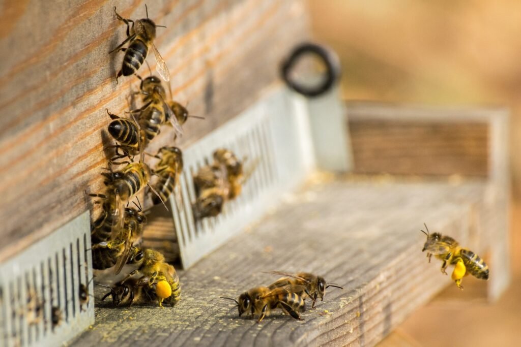 Photo of honey bee foragers carrying pollen loads landing at a hive entrance past bees gathered at the opening
