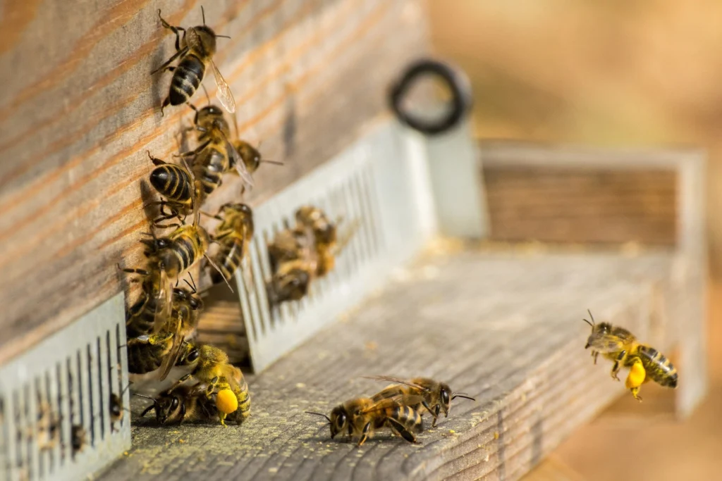Photo of honey bee foragers carrying pollen loads landing at a hive entrance past bees gathered at the opening