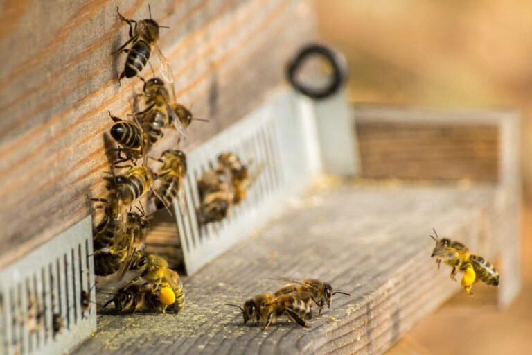 Photo of honey bee foragers carrying pollen loads landing at a hive entrance past bees gathered at the opening