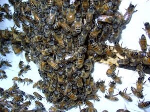 Photo of honey bees bearding outside a hive entrance to regulate hive temperature in hot weather