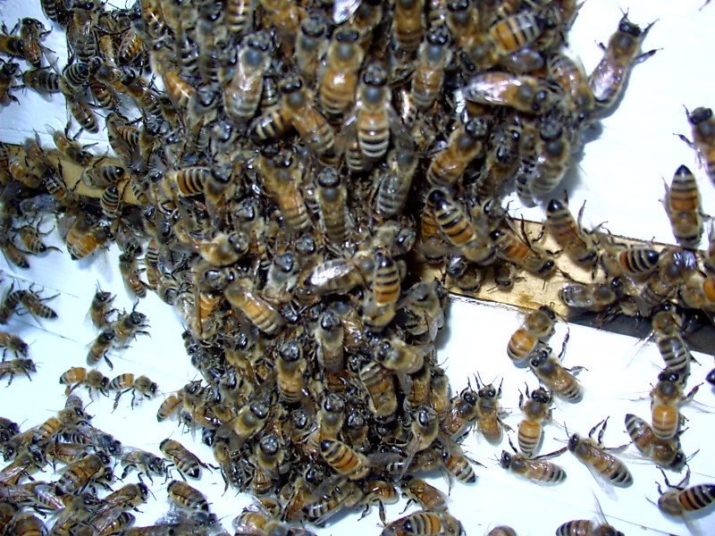 Photo of honey bees bearding outside a hive entrance to regulate hive temperature in hot weather