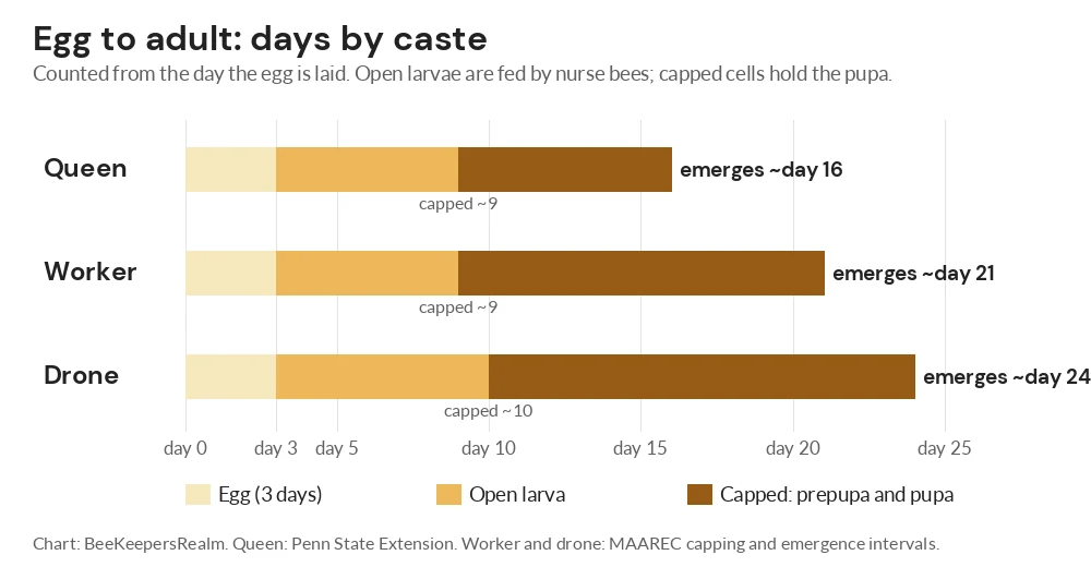Bar chart of egg, open larva and capped stages for queen, worker and drone honey bees, ending at days 16, 21 and 24