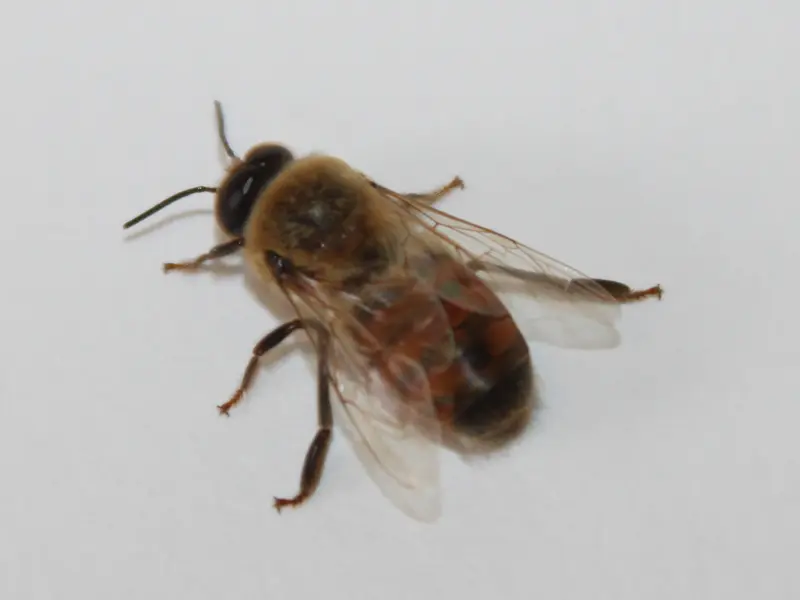 Close-up photo of a male honey bee drone seen from above, showing its large eyes and stout body