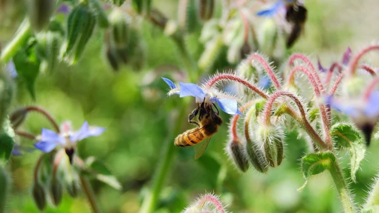 Photo of a honey bee hanging beneath a blue borage flower to reach its nectar, with hairy buds around it
