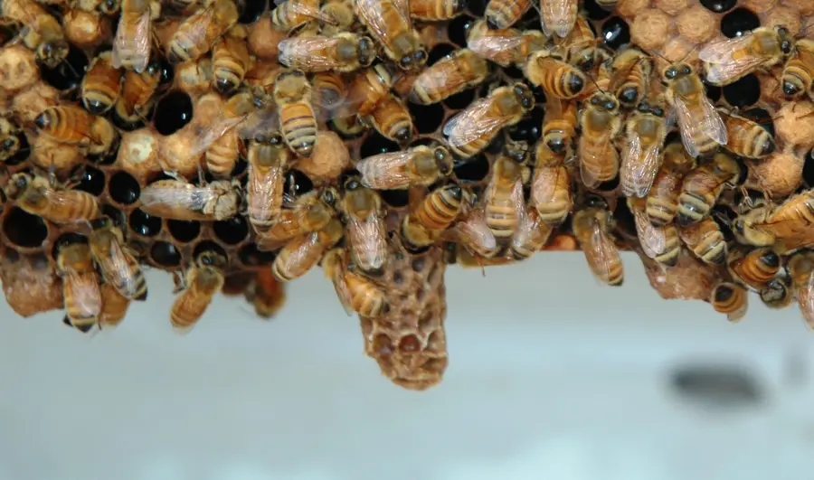 Peanut-shaped honey bee queen cell hanging from the lower edge of a comb covered with worker bees