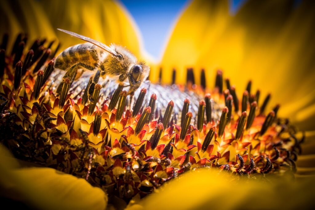 Close-up photo of a honey bee collecting nectar from the disc florets of a sunflower head