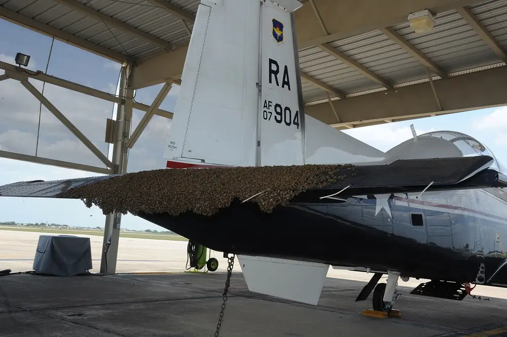 Large honey bee swarm clustered under the tail of a parked T-6A training aircraft at Joint Base San Antonio-Randolph
