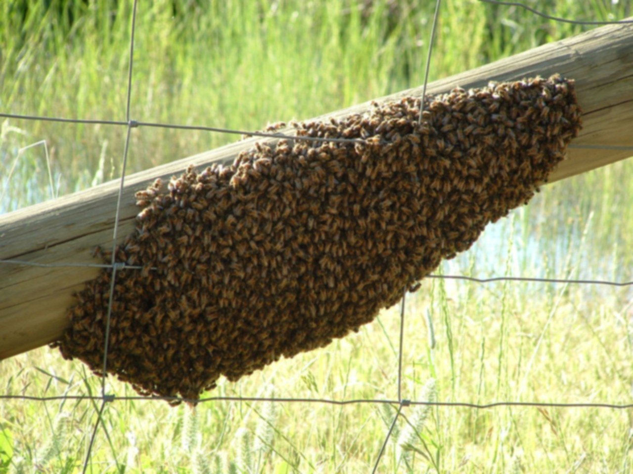 Photo of a large honey bee swarm clustered along a wooden fence rail above tall grass