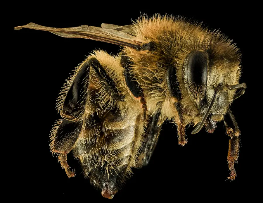 Side view of a worker honey bee specimen, showing the striped abdomen where magnetic material has been found