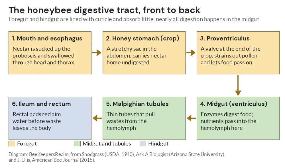 Diagram of the honey bee digestive tract from mouth and honey stomach to midgut, Malpighian tubules and rectum