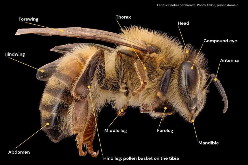 Labeled photo of a worker honey bee showing wings, compound eye, antenna, mandible, legs, thorax and abdomen