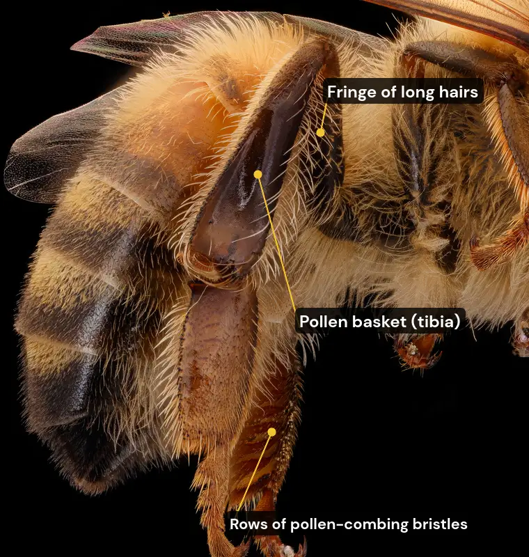 Close-up of a worker honey bee's hind leg showing the smooth, hair-fringed pollen basket on the tibia