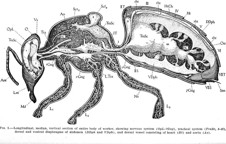 1910 USDA cross-section drawing of a worker honey bee showing the nerve cord, air sacs, heart and aorta
