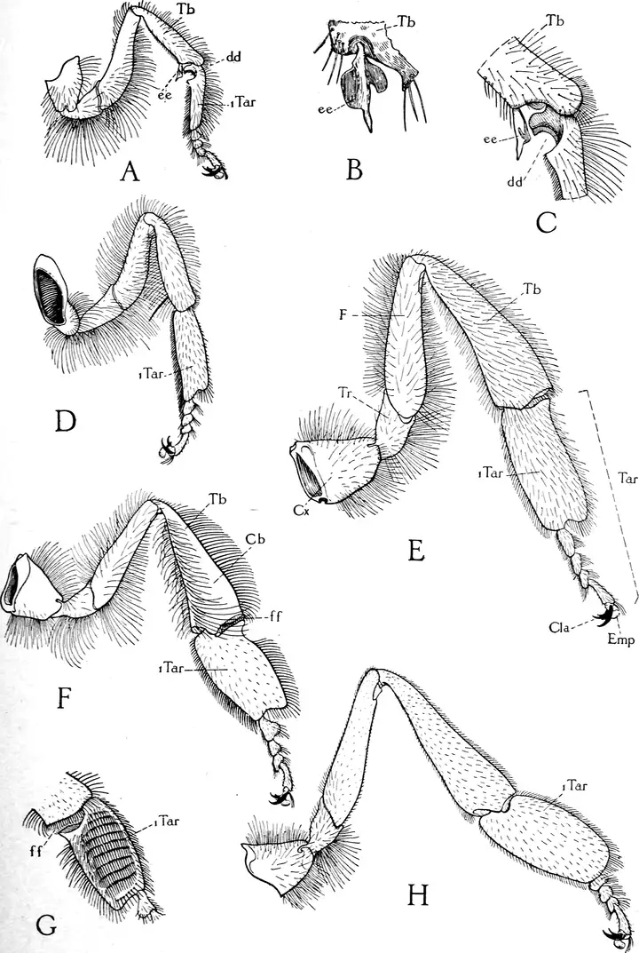 1910 USDA drawings of honey bee legs, including the antenna cleaner and the worker's pollen basket