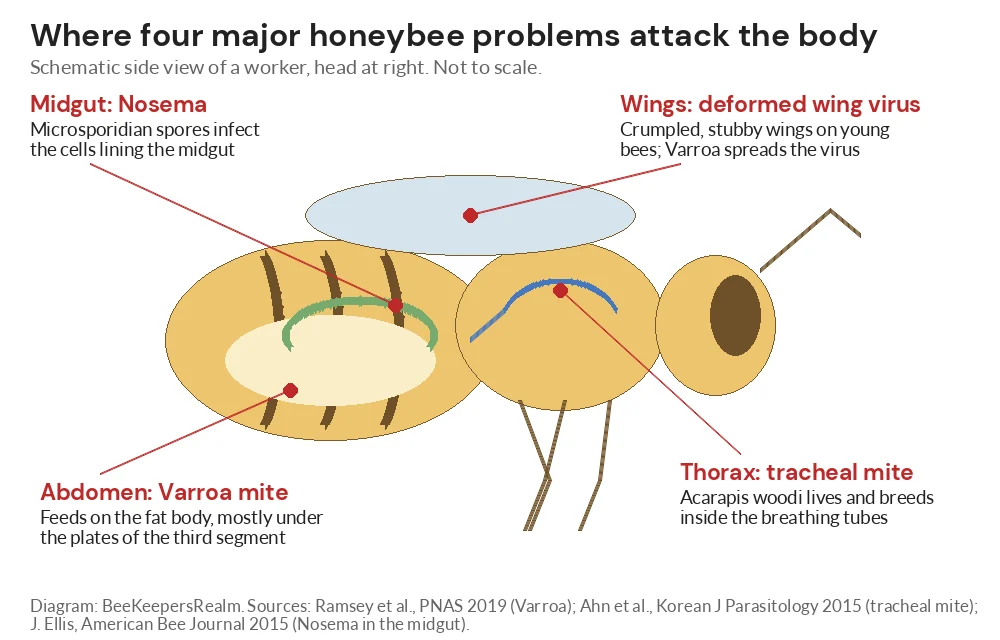 Diagram of a worker honey bee marking where deformed wing virus, tracheal mites, Varroa and Nosema attack