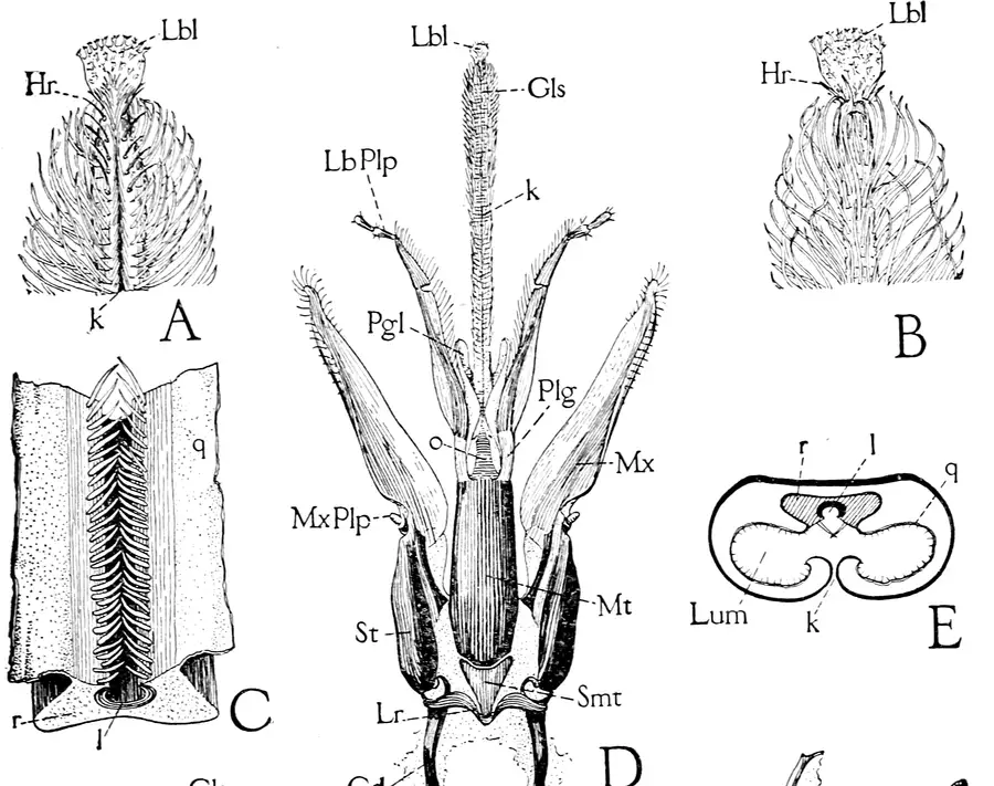 1910 USDA drawing of worker honey bee mouthparts, with the glossa, labial palps and maxillae of the proboscis