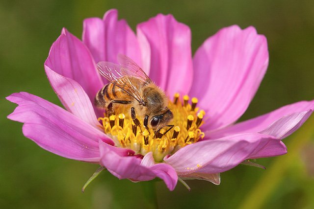 Honey bee feeding on a pink cosmos flower in a pollinator garden