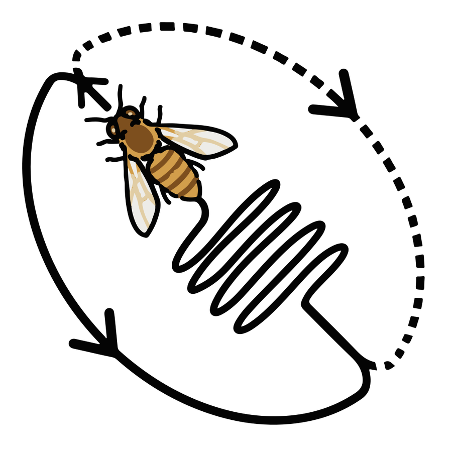 Diagram of a European honey bee performing the waggle dance to communicate direction and distance to a food source