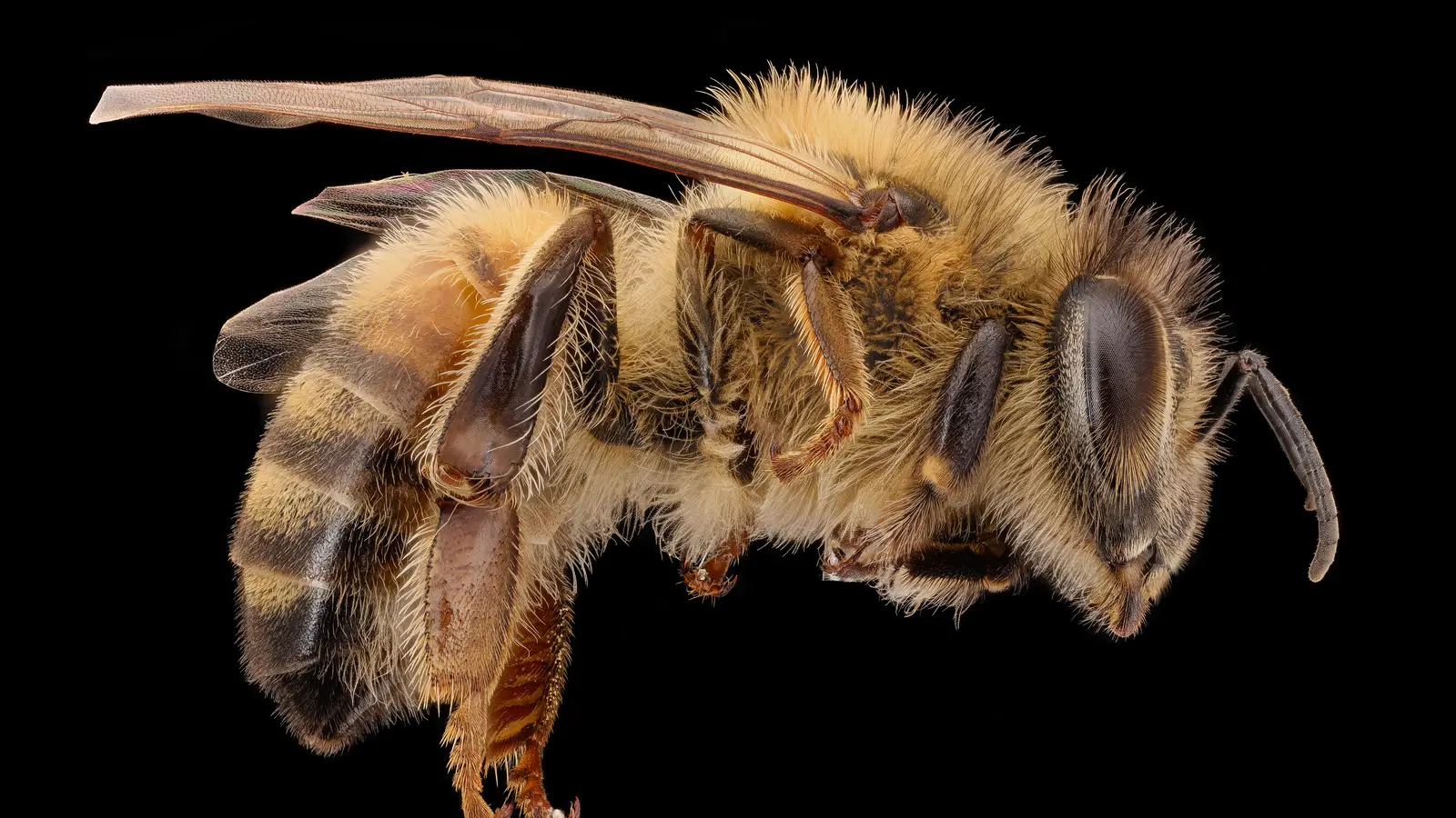 Side view of a worker honey bee showing head, thorax, abdomen, wings and the broad hind leg