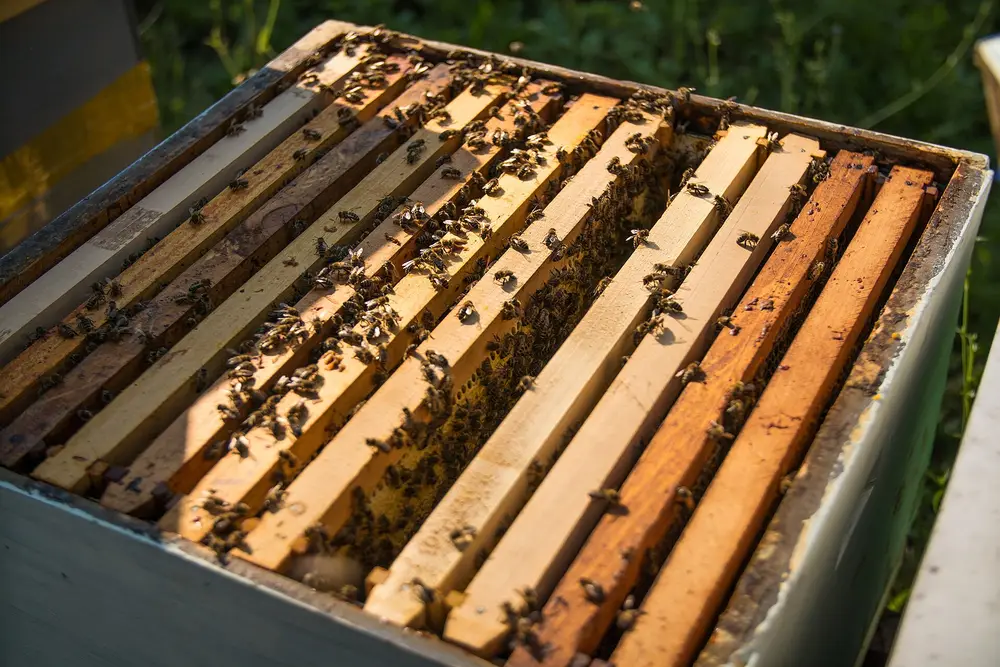 Open Langstroth hive box seen from above with the cover removed, showing wooden frames and honey bees on the top bars