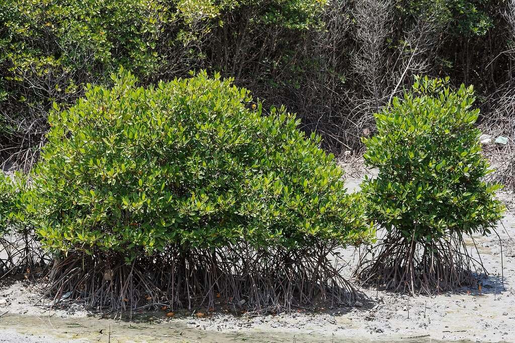 Dense mangrove forest at Benoa, Bali, a coastal habitat type that supplies nectar for mangrove beekeeping projects