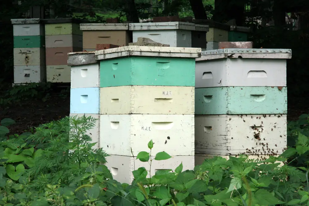 Stacked pastel painted wooden hive boxes with honey bees at the entrances in a shaded Minnesota yard
