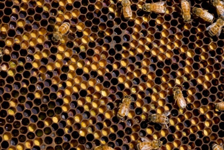 Photo of honey bee comb with many cells packed with yellow, orange and brown stored pollen, the start of bee bread