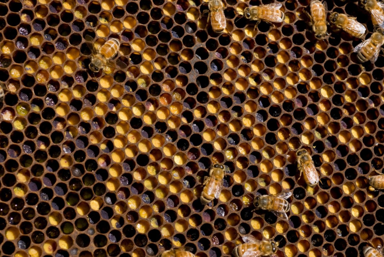 Photo of honey bee comb with many cells packed with yellow, orange and brown stored pollen, the start of bee bread
