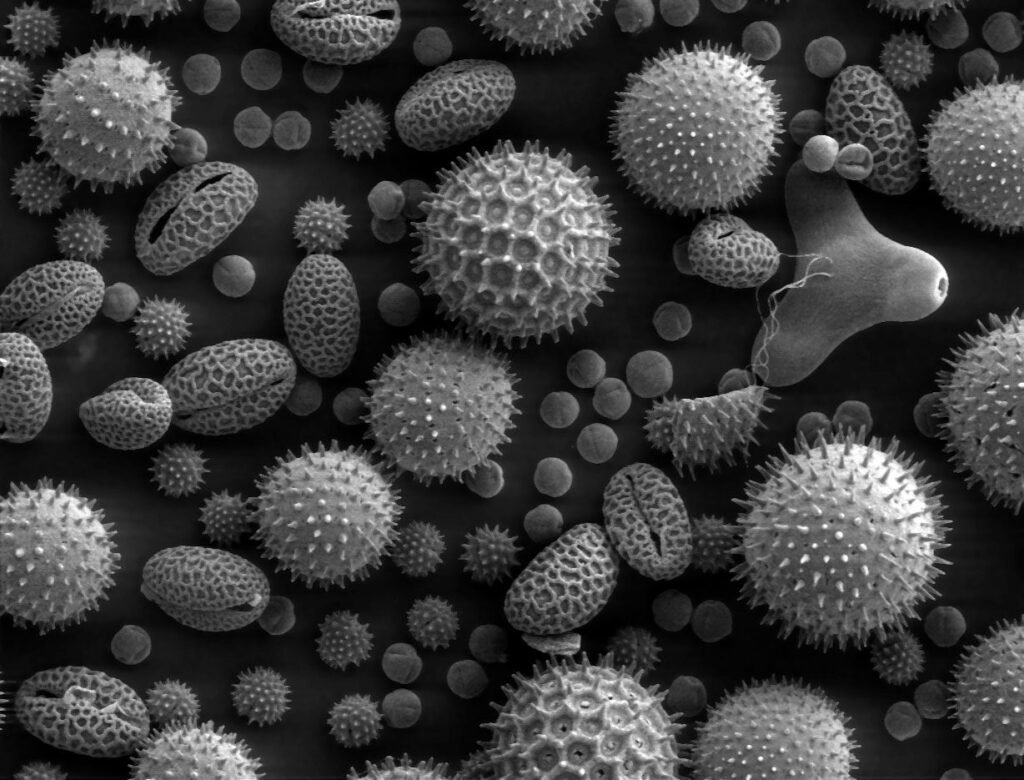 Scanning electron microscope image of pollen grains from several plants, including small spiky sunflower pollen