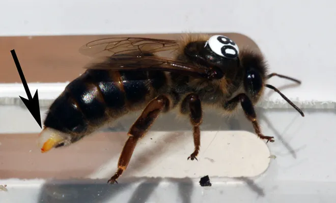 Marked honey bee queen in a clear tube with a pale mating sign protruding from the tip of her abdomen