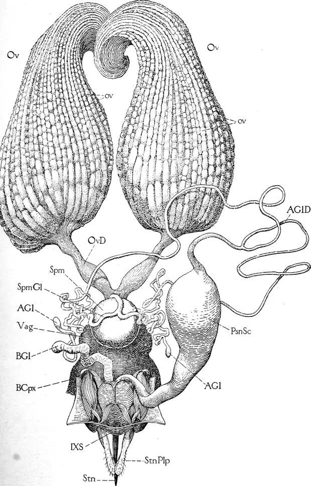 1910 USDA drawing of a queen honey bee's paired ovaries, spermatheca, venom sac and sting