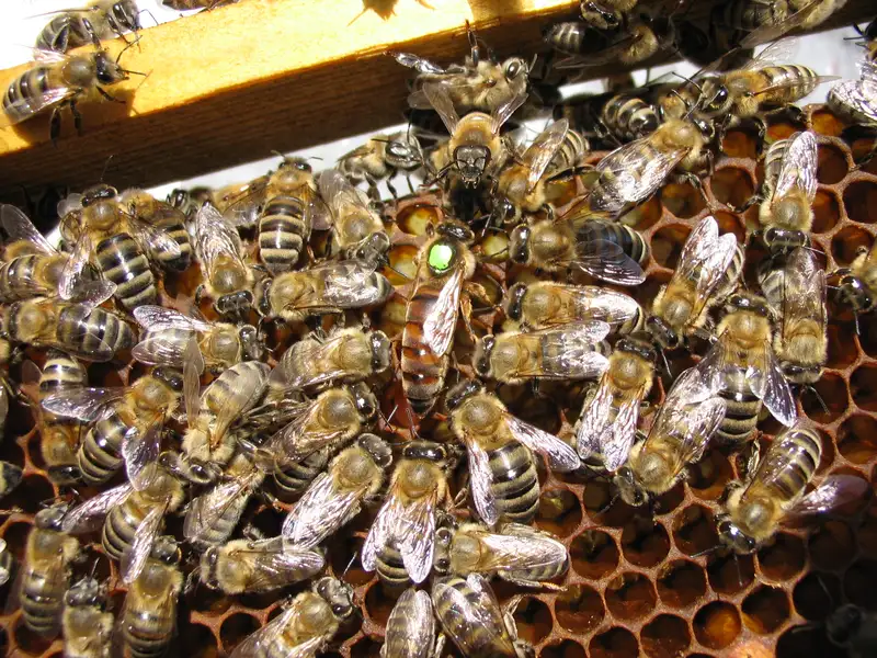 Marked honey bee queen with a green dot on her thorax, surrounded by a ring of worker bees on brood comb