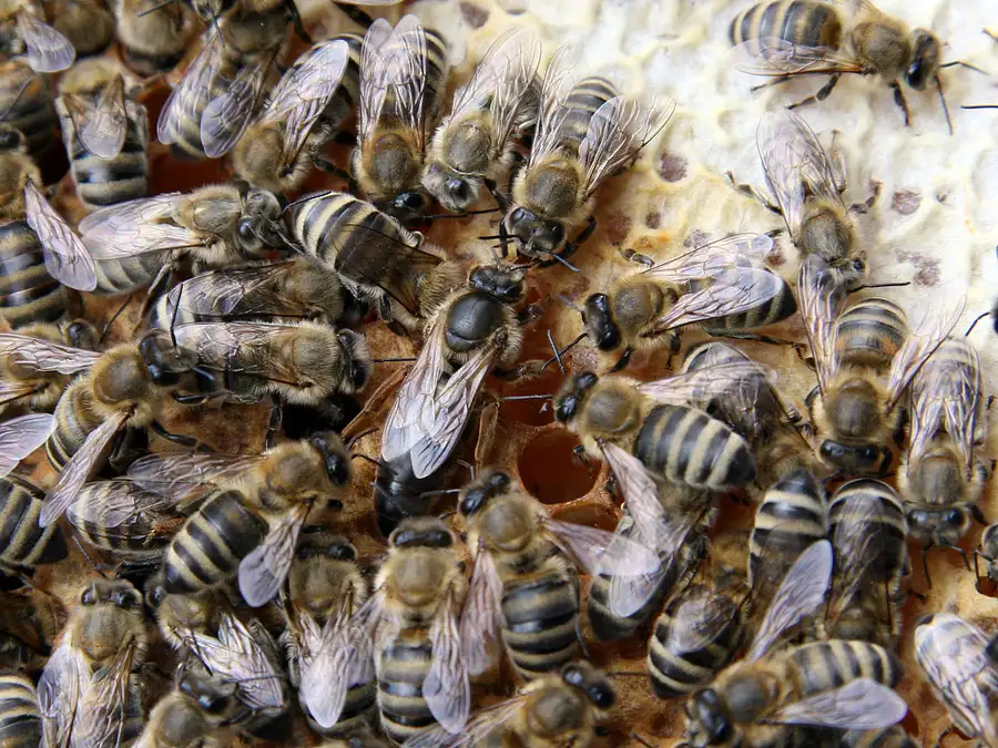 Dark queen honey bee on brood comb surrounded by a ring of worker bees facing her as attendants