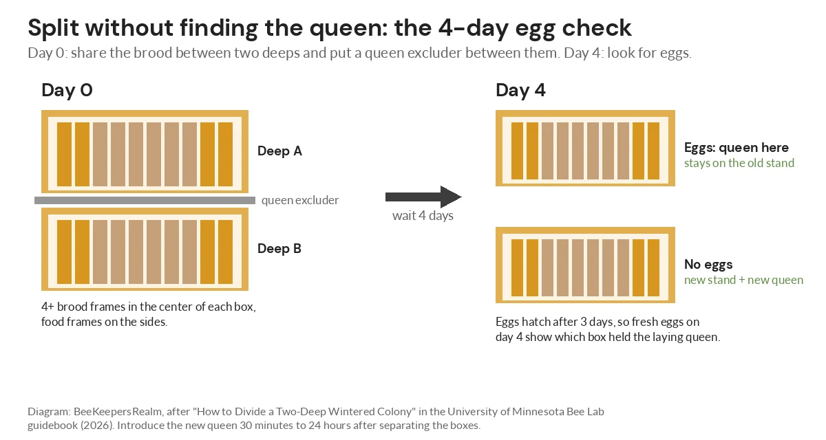 Diagram of two deep boxes divided by a queen excluder, then separated after four days by which box has eggs