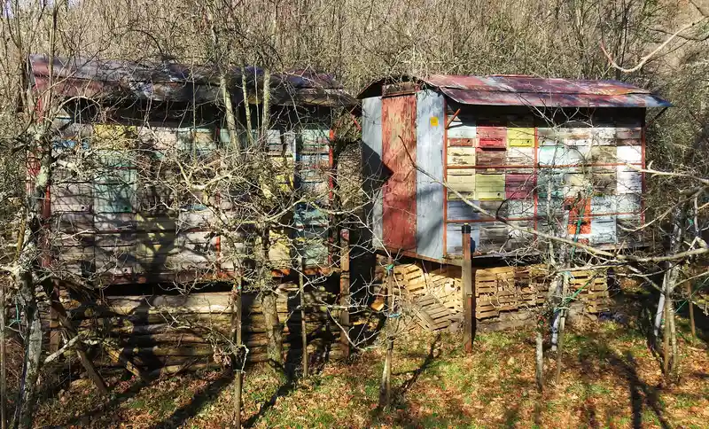 Two wooden Slovenian beehouses in a leafless wood, their rows of hive fronts painted in different colors