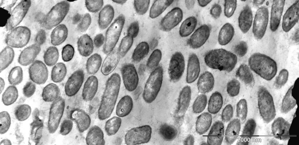 Electron micrograph of rod-shaped Snodgrassella alvi cells, a core bacterium of the honey bee worker gut
