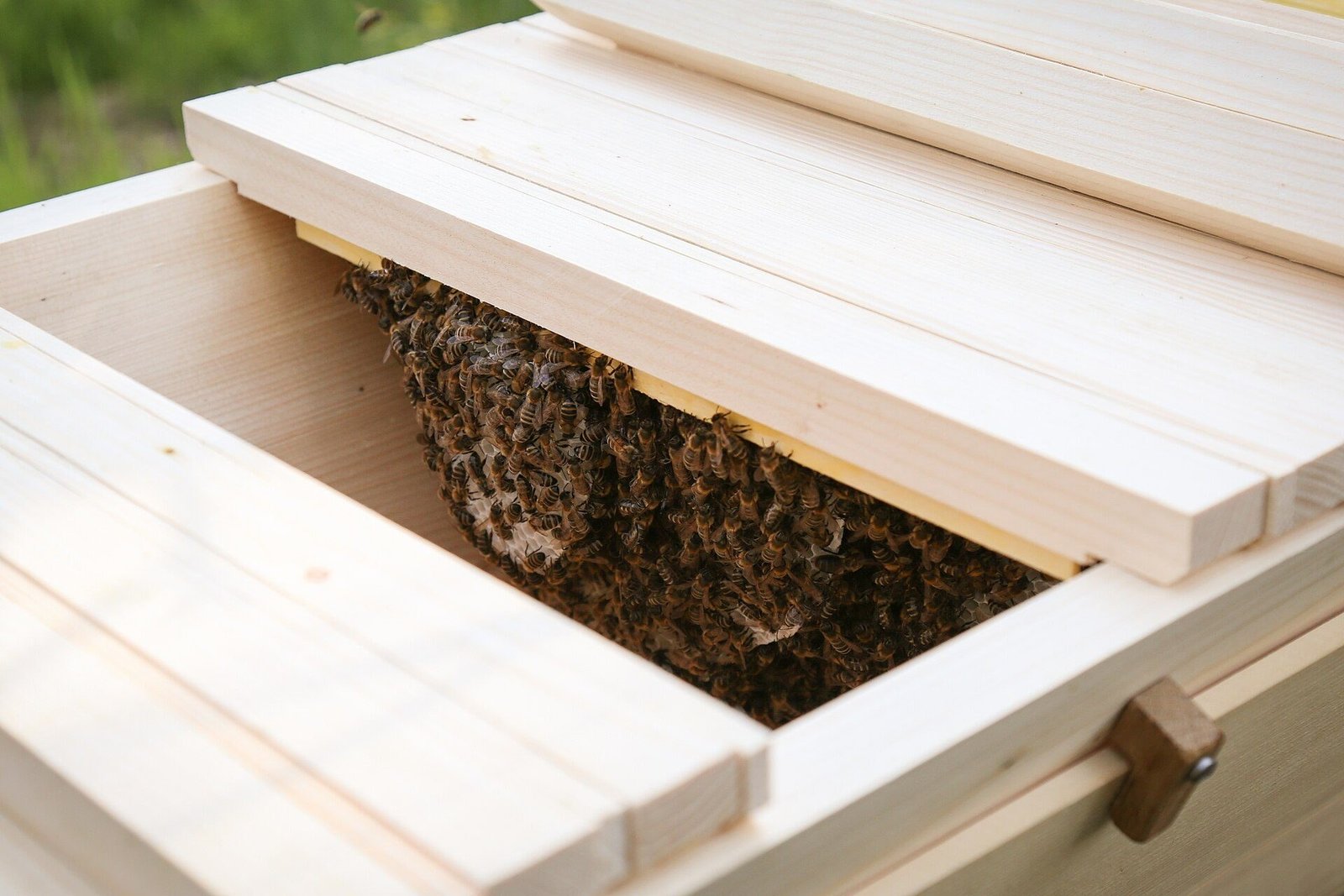Photo of honey bees covering a natural comb hanging from a top bar inside an opened wooden top-bar hive