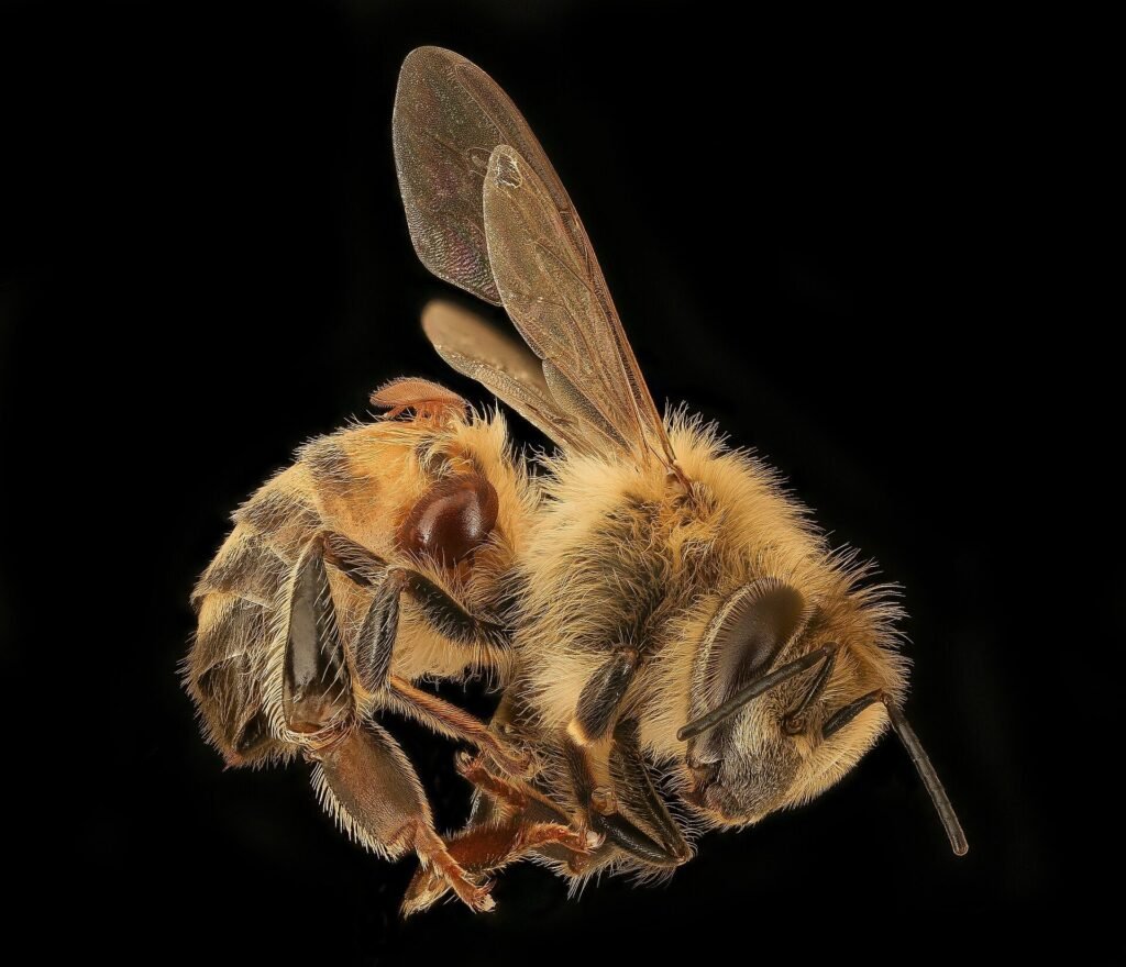 Close-up photo of a honey bee with two reddish-brown varroa mites attached to its body
