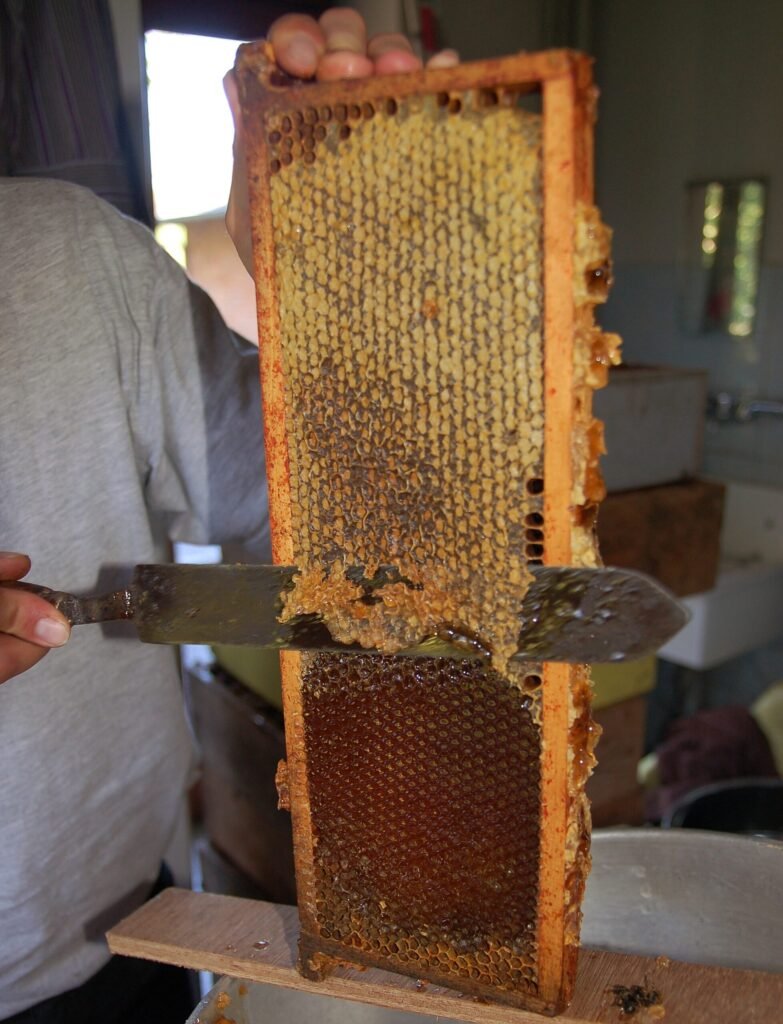 An uncapping knife shaving the wax cappings from a honey frame, opening the cells below the cut