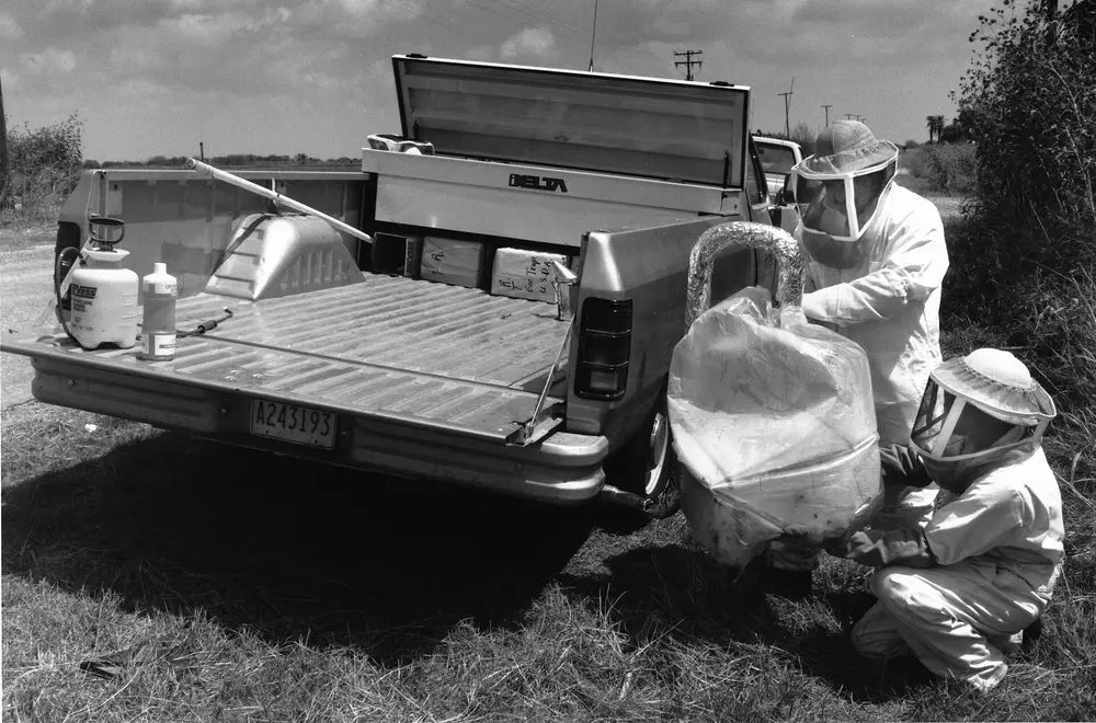 Black-and-white photo of two USDA scientists in bee veils bagging a colony of Africanized honey bees beside a pickup