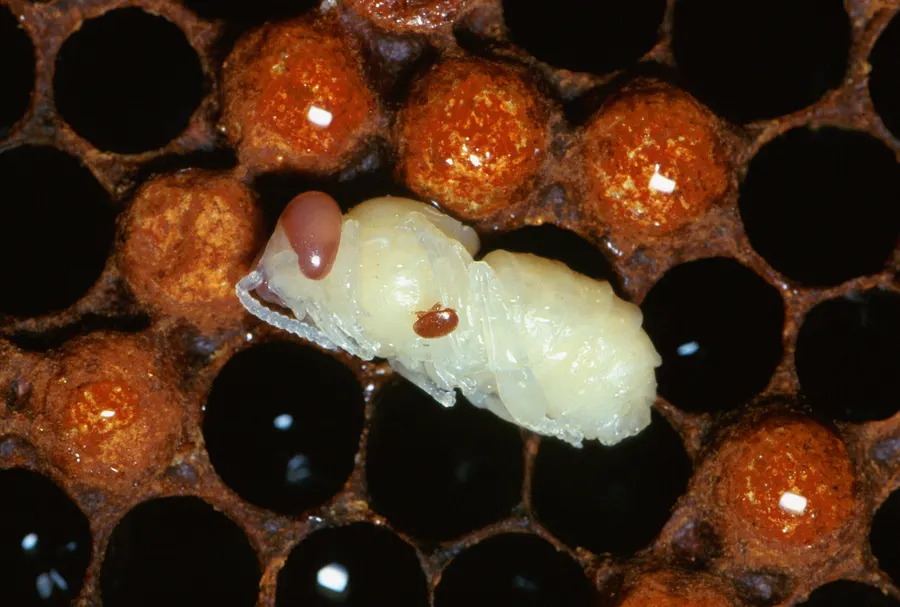Adult female varroa mite feeding on a white worker bee pupa pulled from its cell beside capped brood