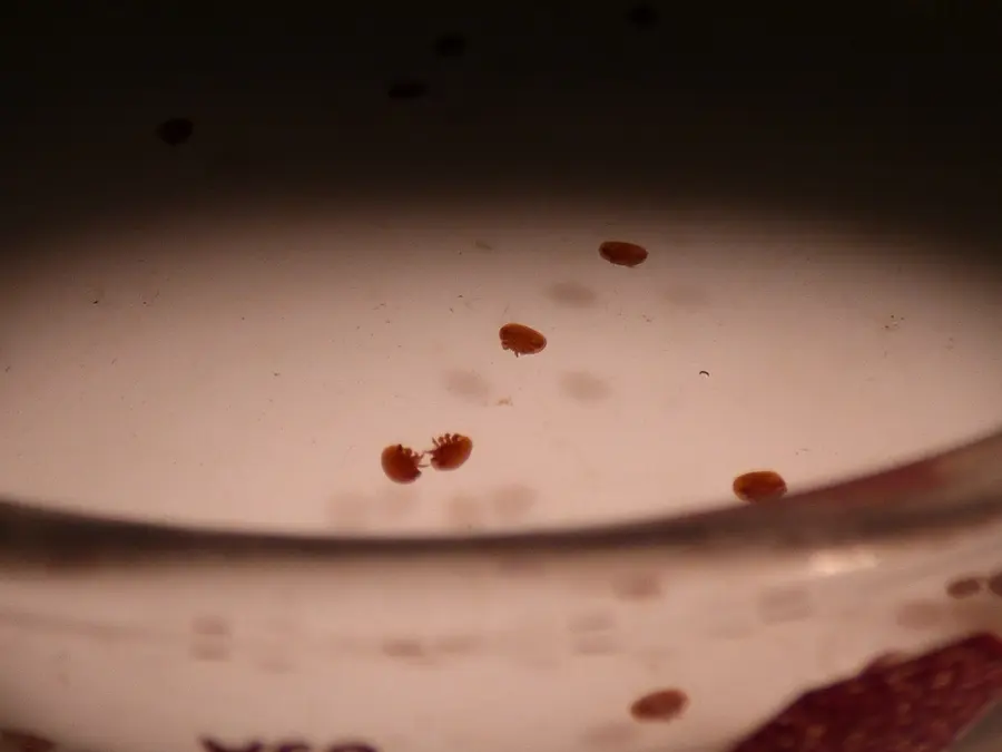 Reddish-brown varroa mites collected in a shallow white dish during a bee mite monitoring session