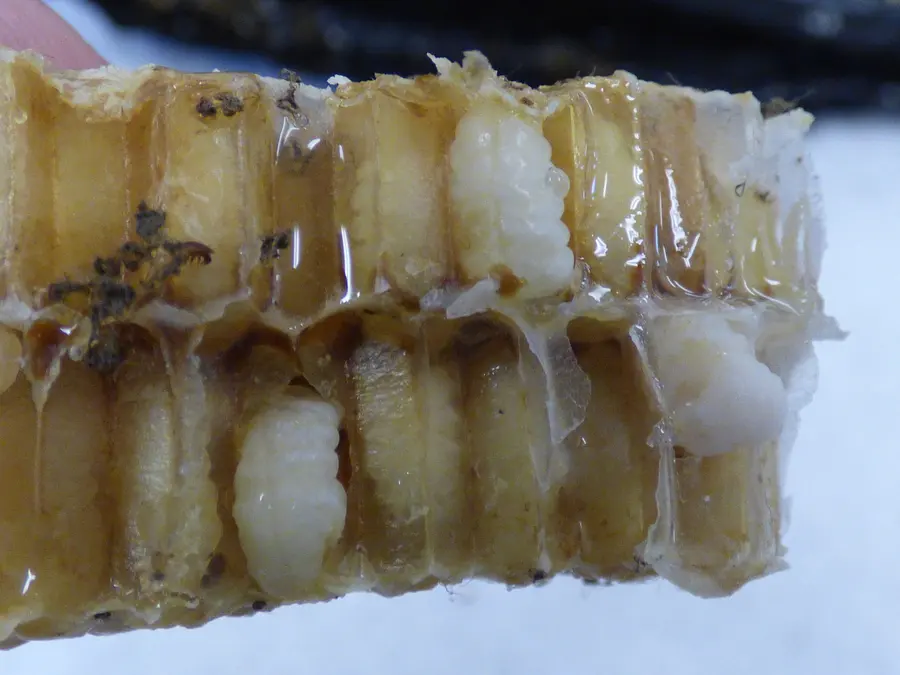 Comb section with uncapped drone cells and white drone pupae, with dark varroa mites visible in the cells