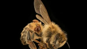 Close-up photo of a worker honey bee carrying two reddish-brown varroa mites on its abdomen