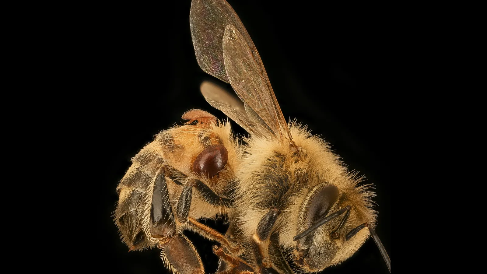 Close-up photo of a worker honey bee carrying two reddish-brown varroa mites on its abdomen